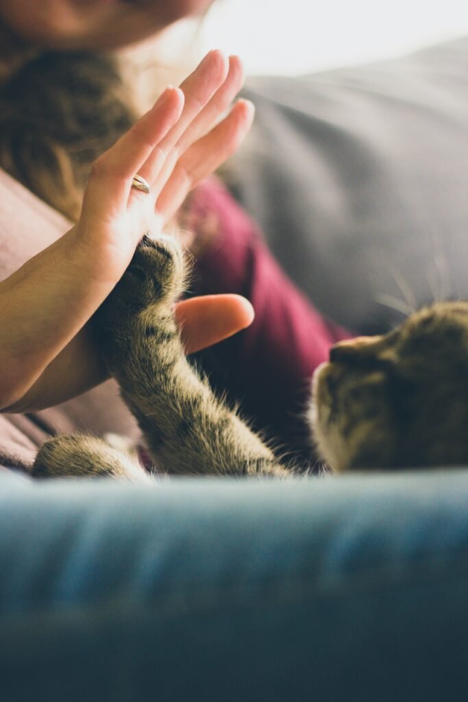A lady playing with cat looking happy after buying top pickings of Amazon pet products from Homemagicstotre.